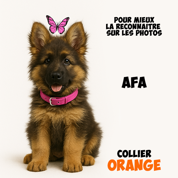 Chiot Femelle 5