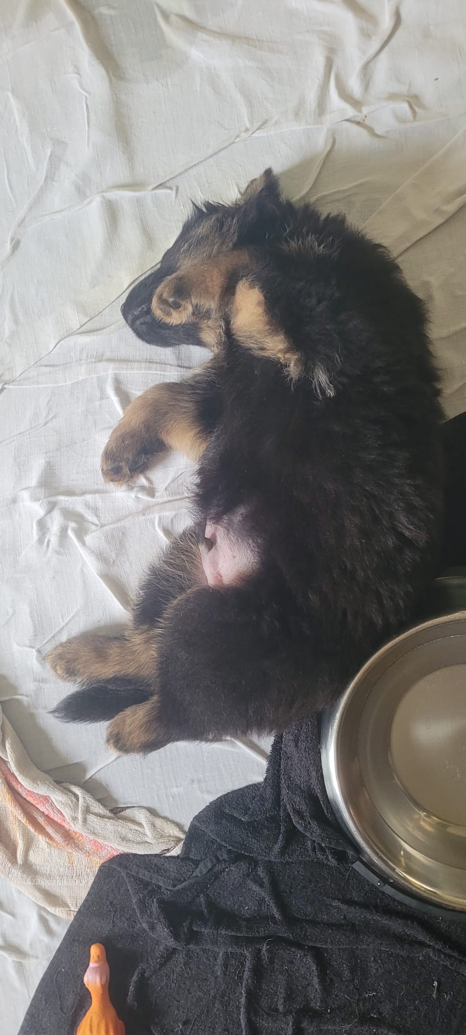 Portées 2025 chiots disponibles Bergers Allemands Poils long
