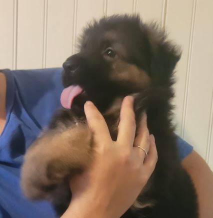 Chiot Mâle 1