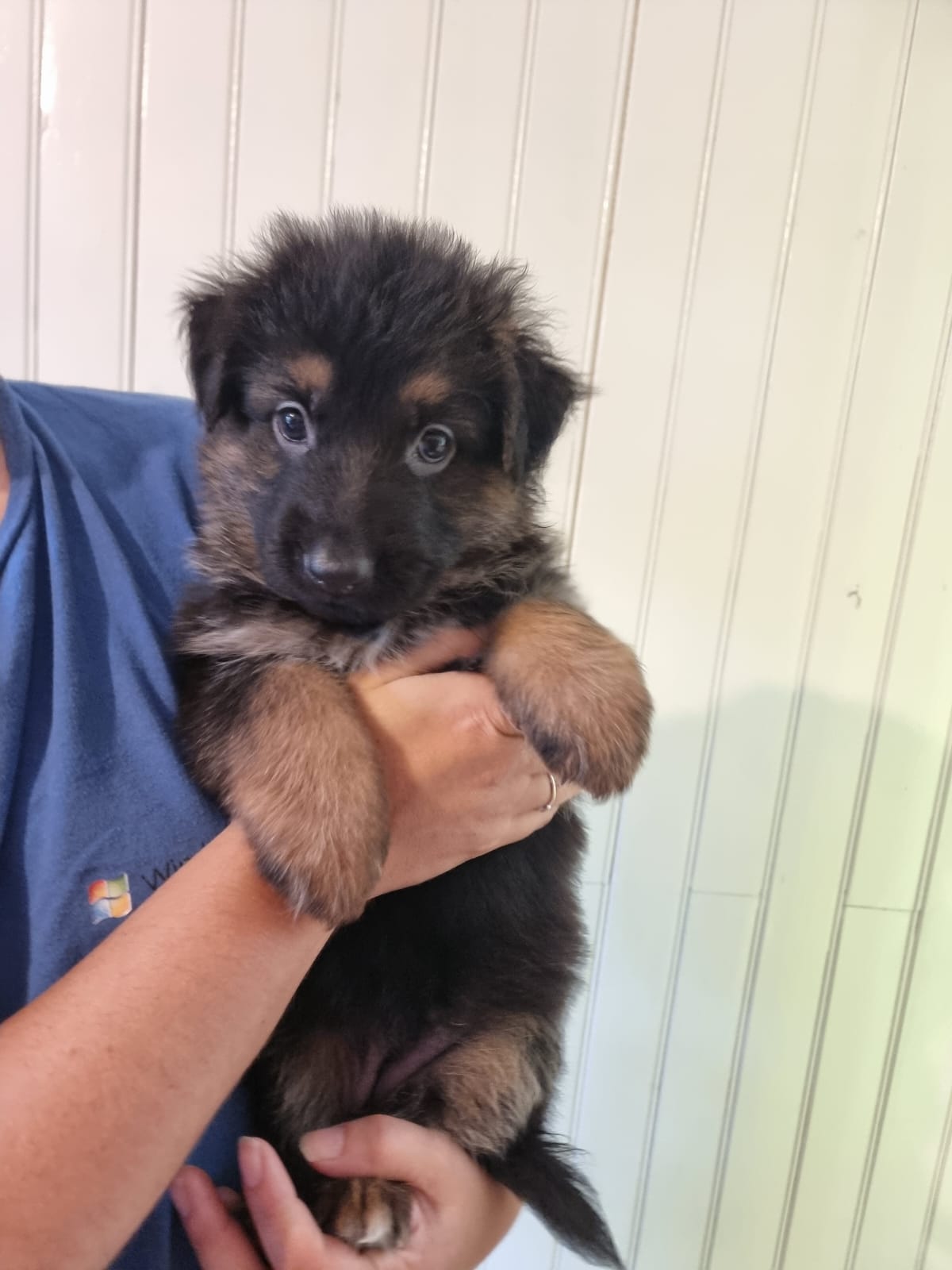 Chiot Femelle 4