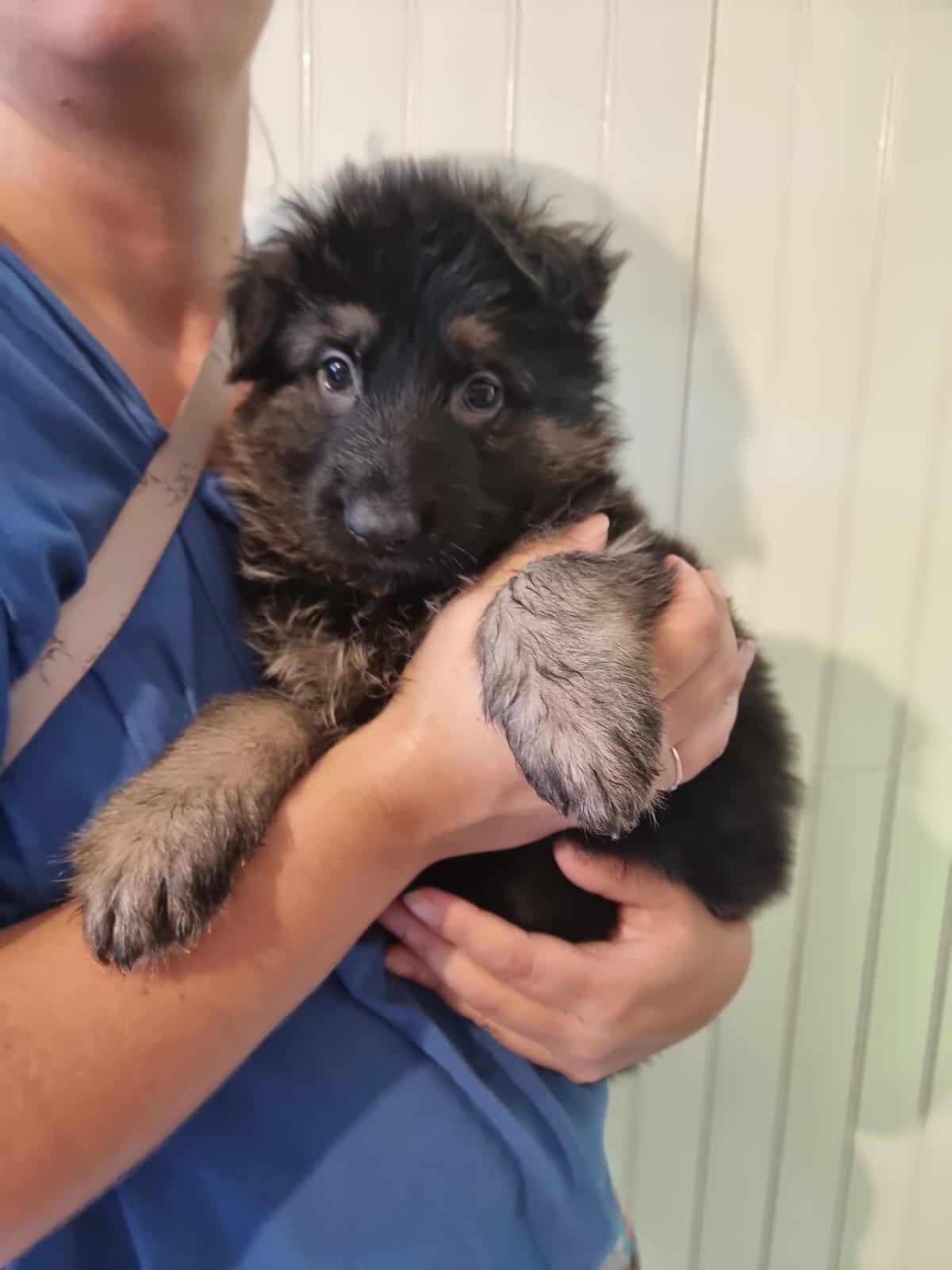 Chiot Femelle 1