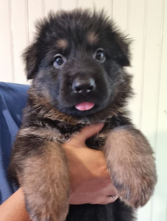 Chiot Mâle 2
