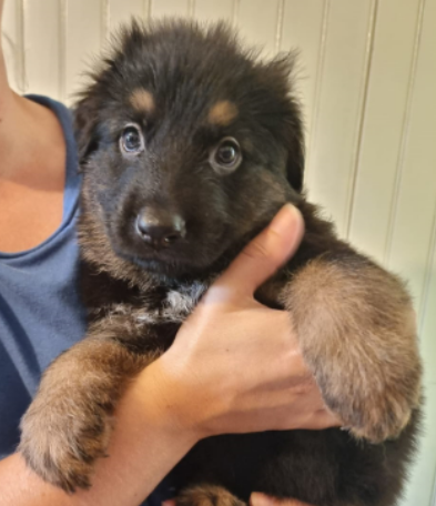 Chiot Mâle 3