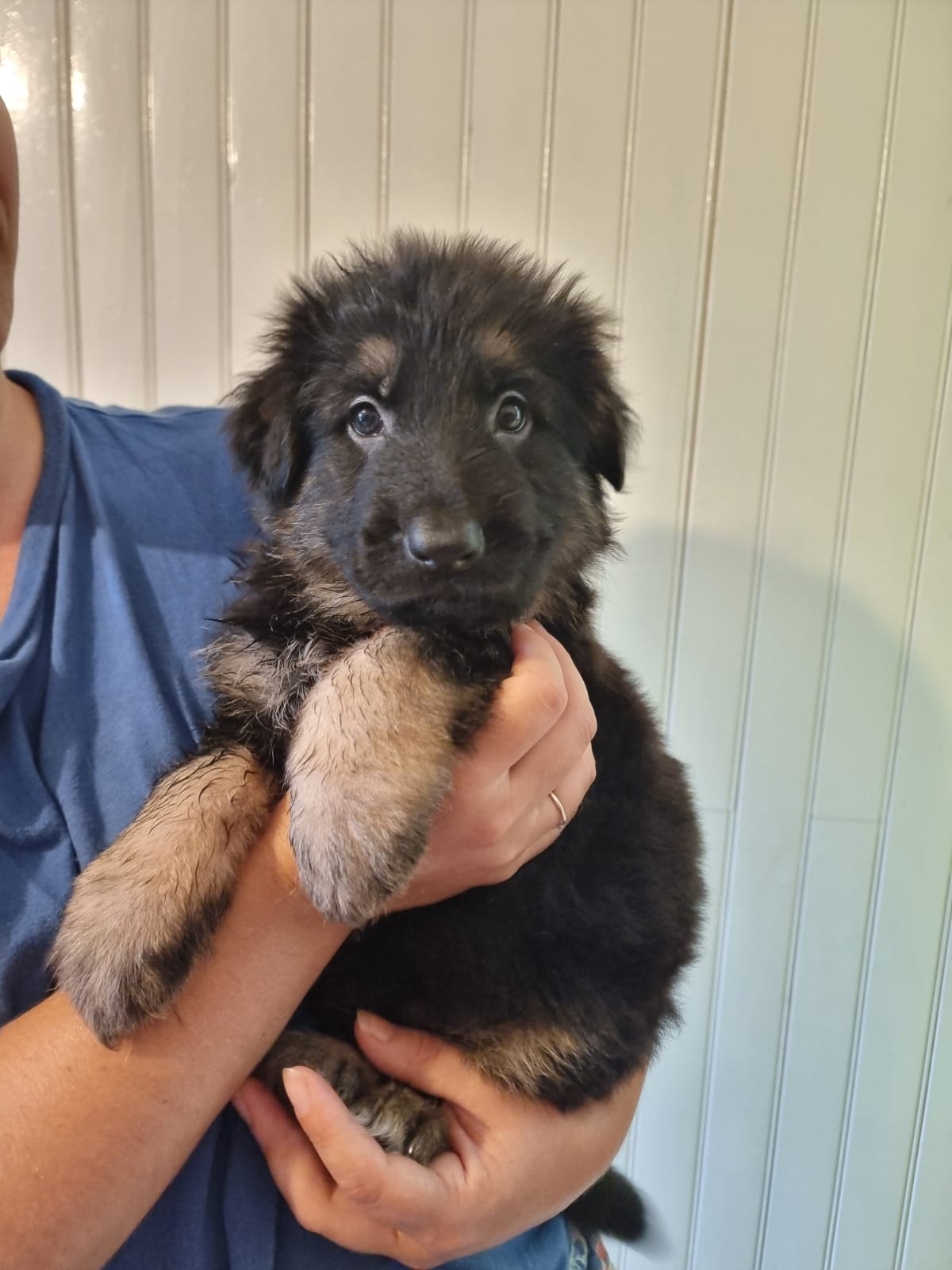 Chiot Femelle 2