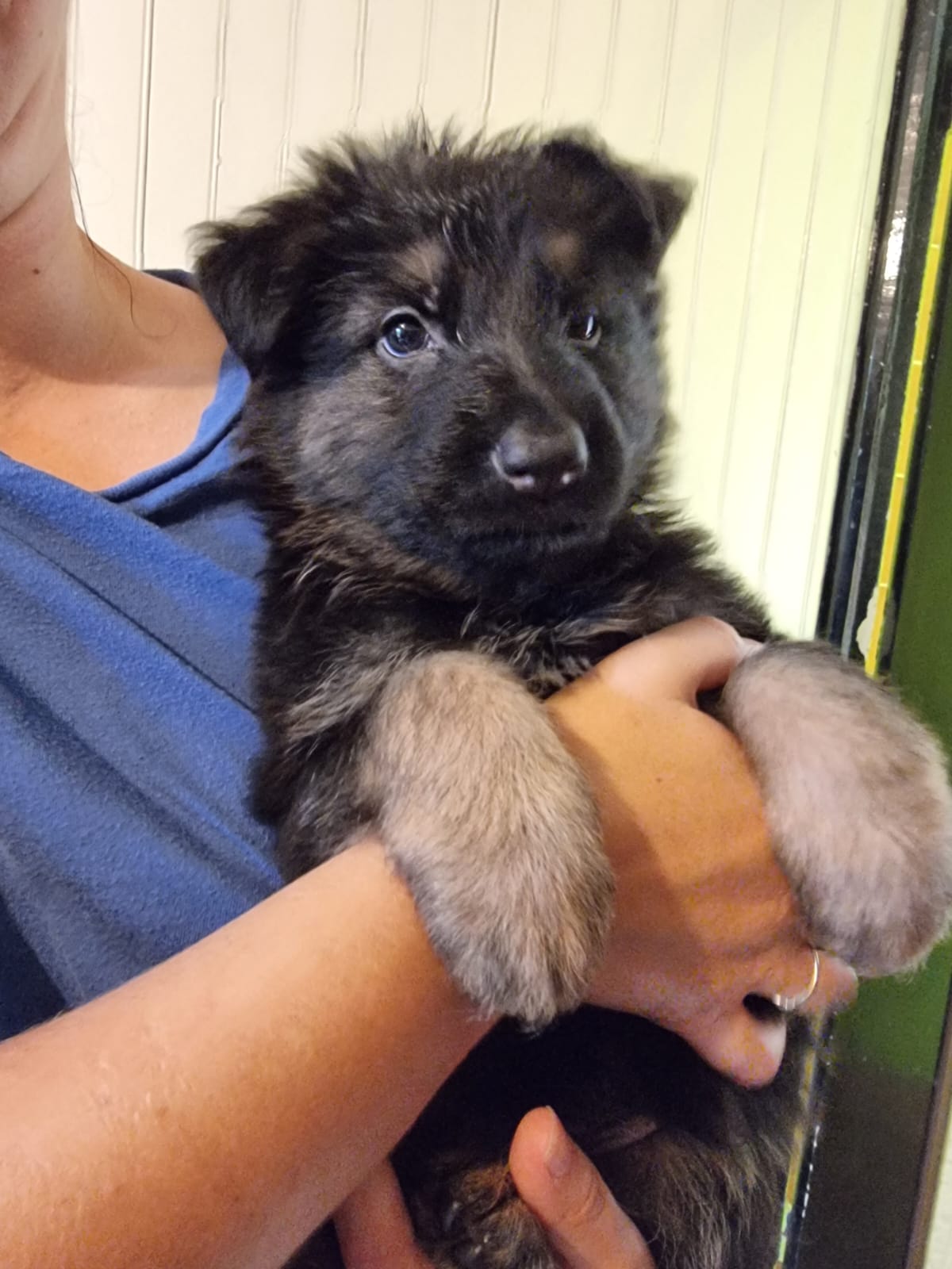 Chiot Femelle 3