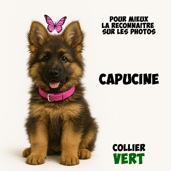 Chiot Femelle
