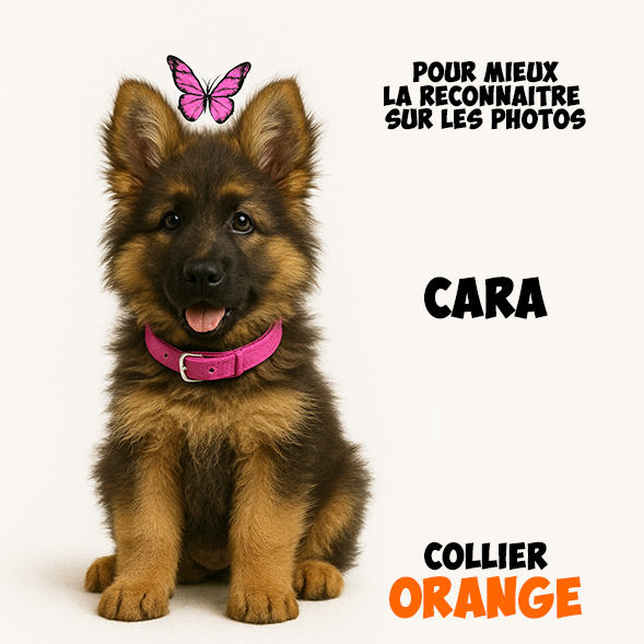 Chiot Femelle