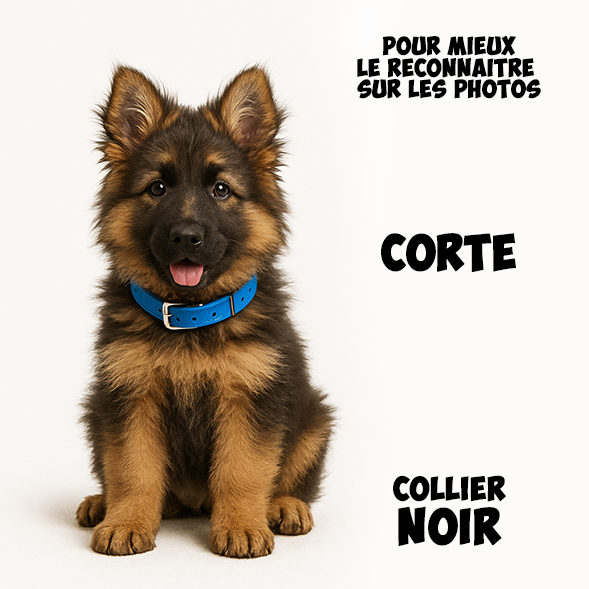 Chiot Mâle