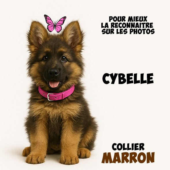 Chiot Femelle