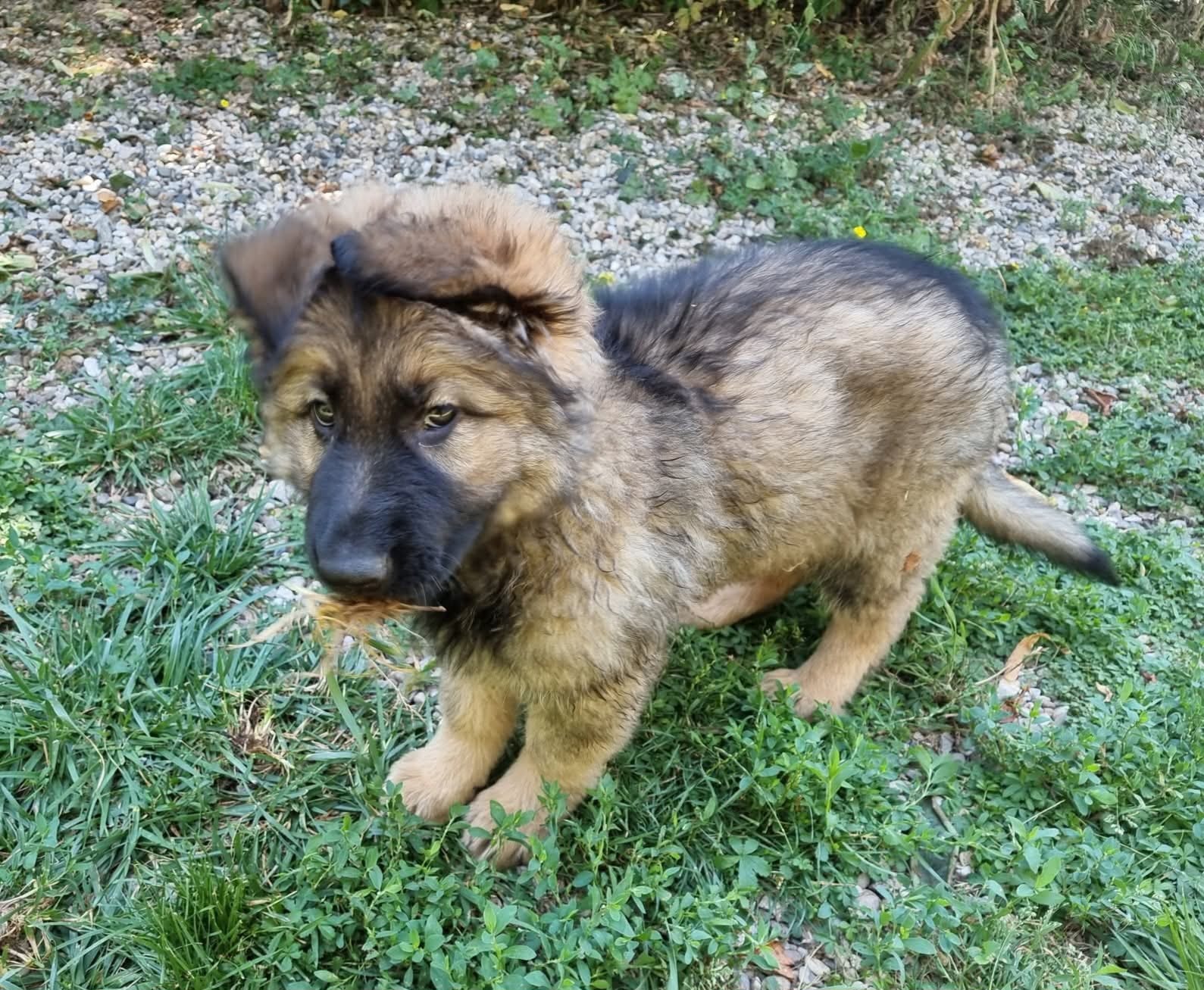 Chiot Femelle