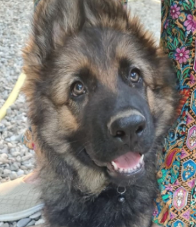 Chiot Mâle