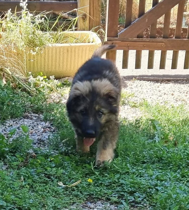 Chiot Femelle