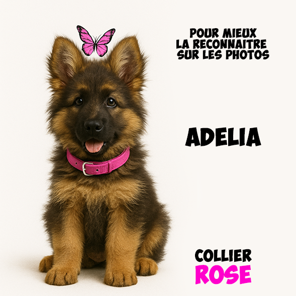 Chiot Femelle 1