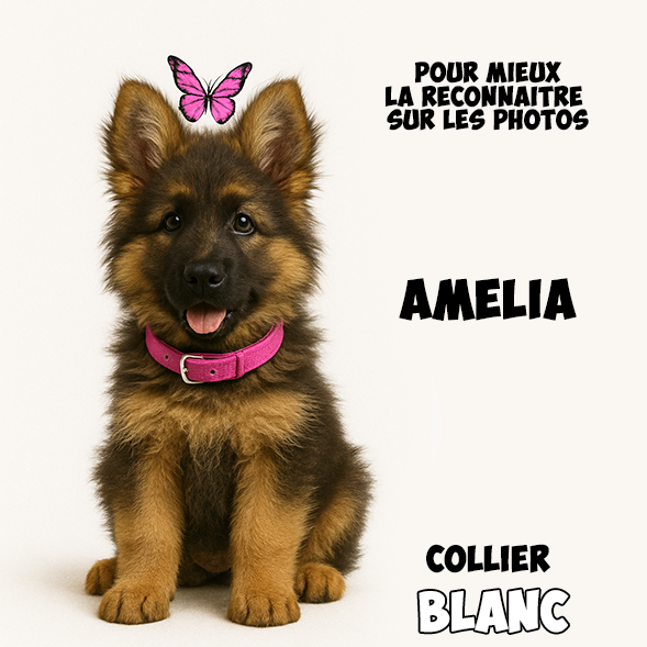 Chiot Femelle 2