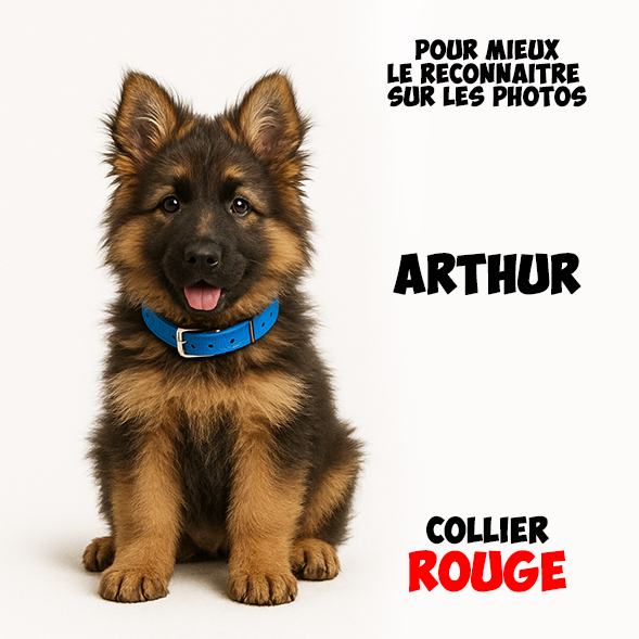 Chiot Mâle