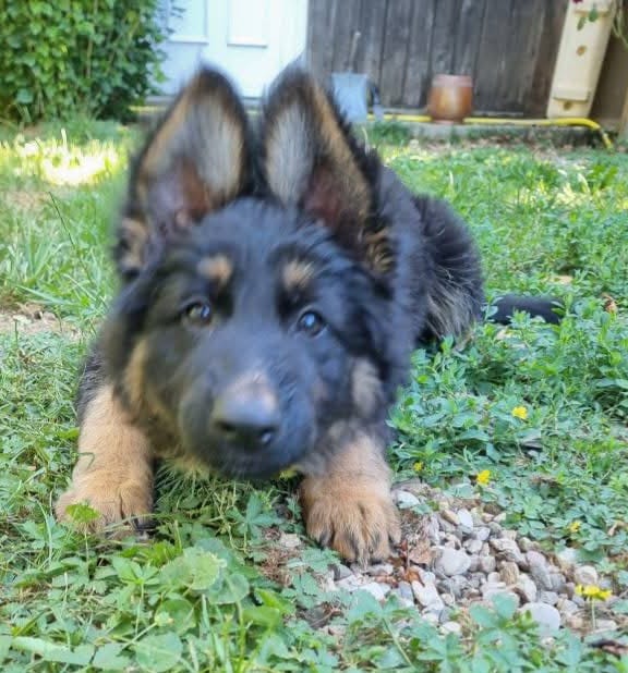 Chiot Femelle 1