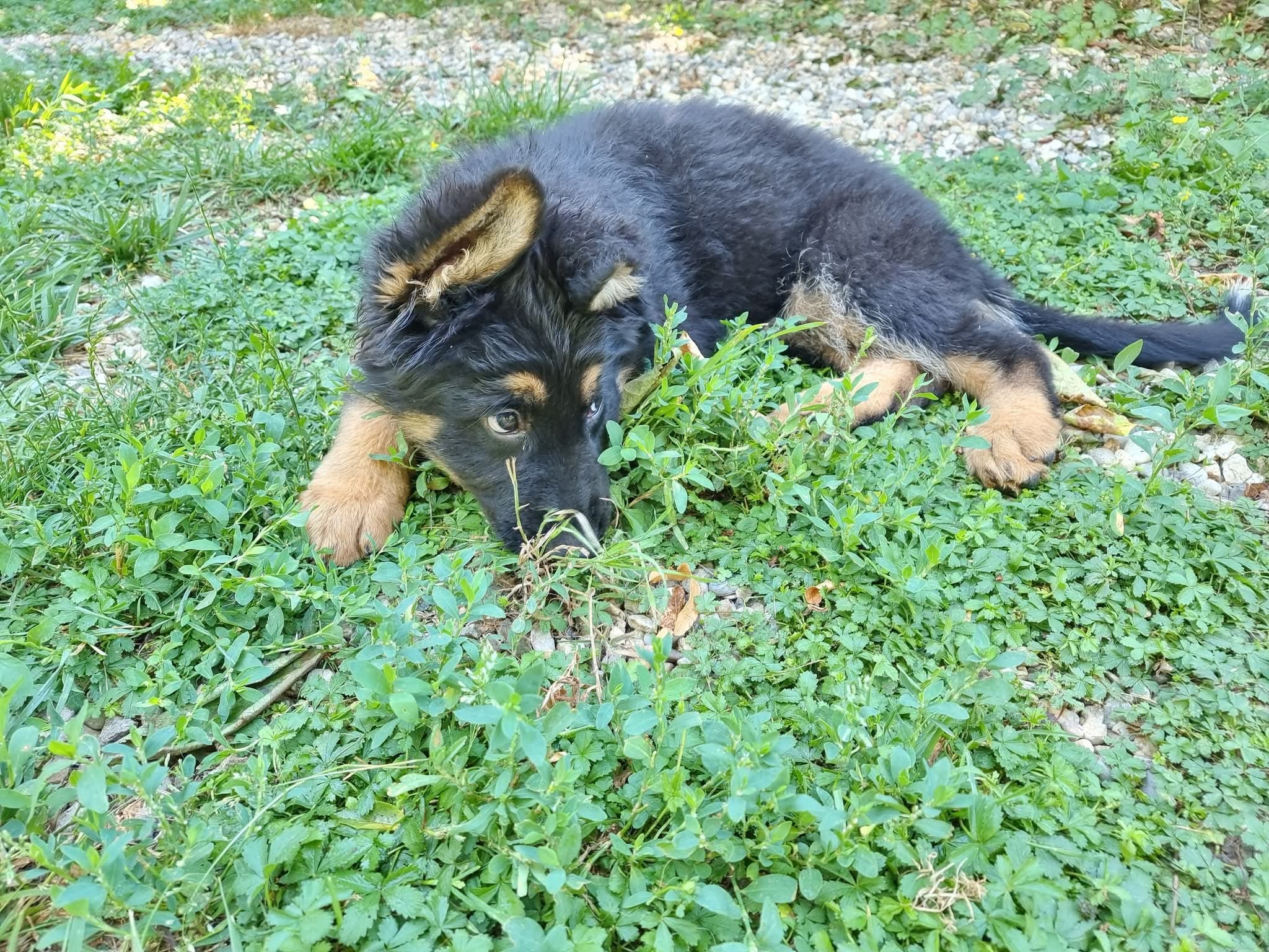 Chiot Femelle 2