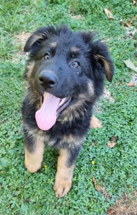 Chiot Femelle 2