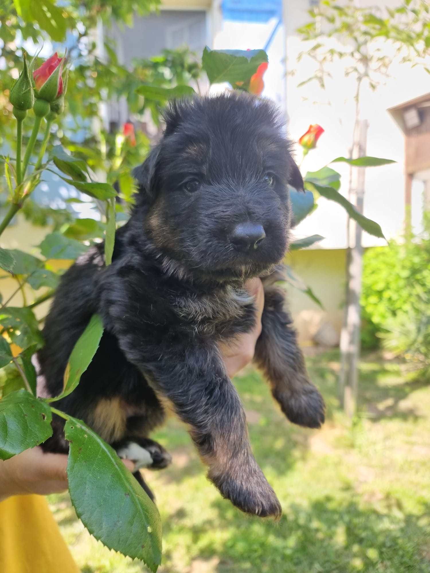 Arthur