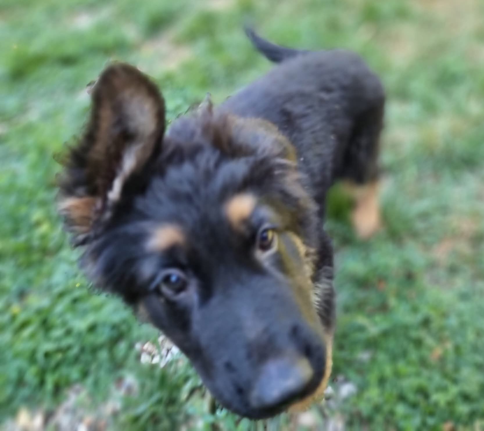 Chiot Mâle