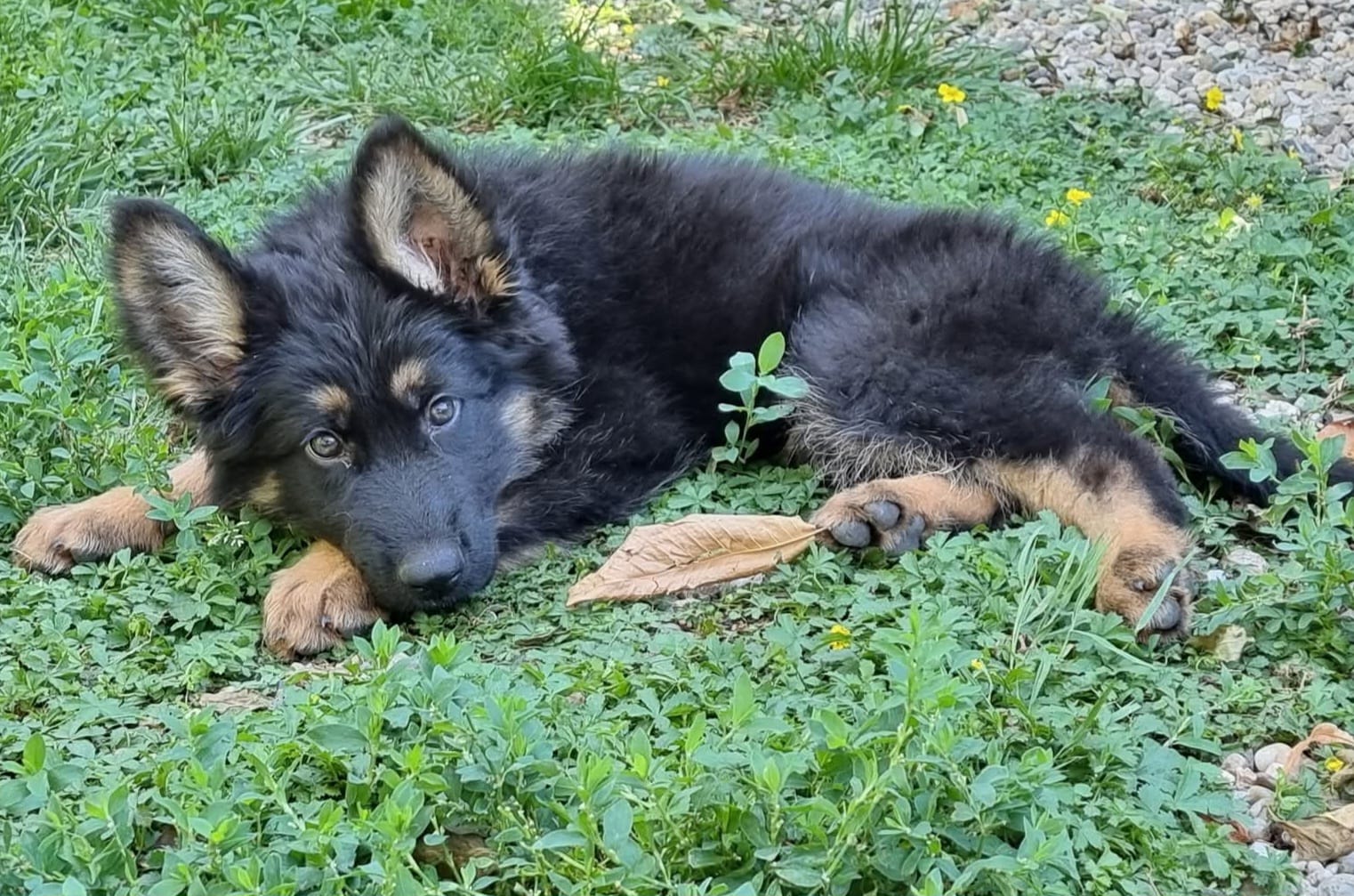 Chiot Mâle 2