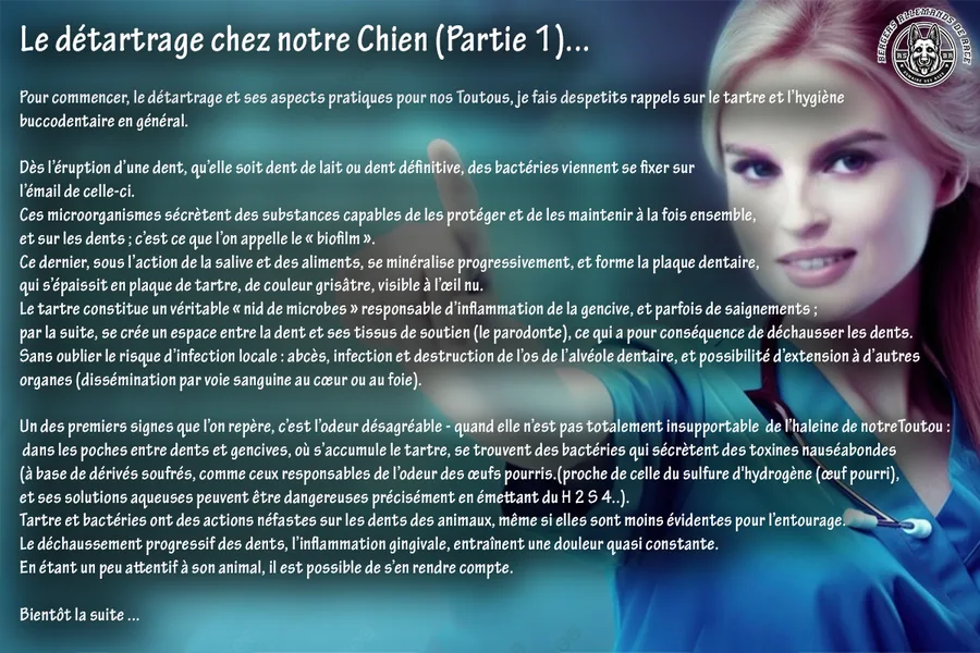 Détartrage du chien – partie 1