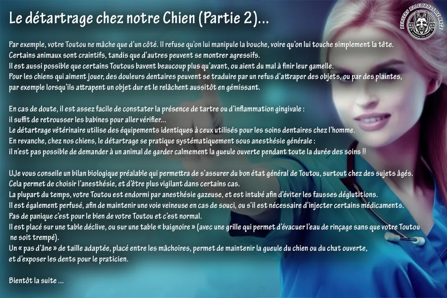 Détartrage du chien – partie 2