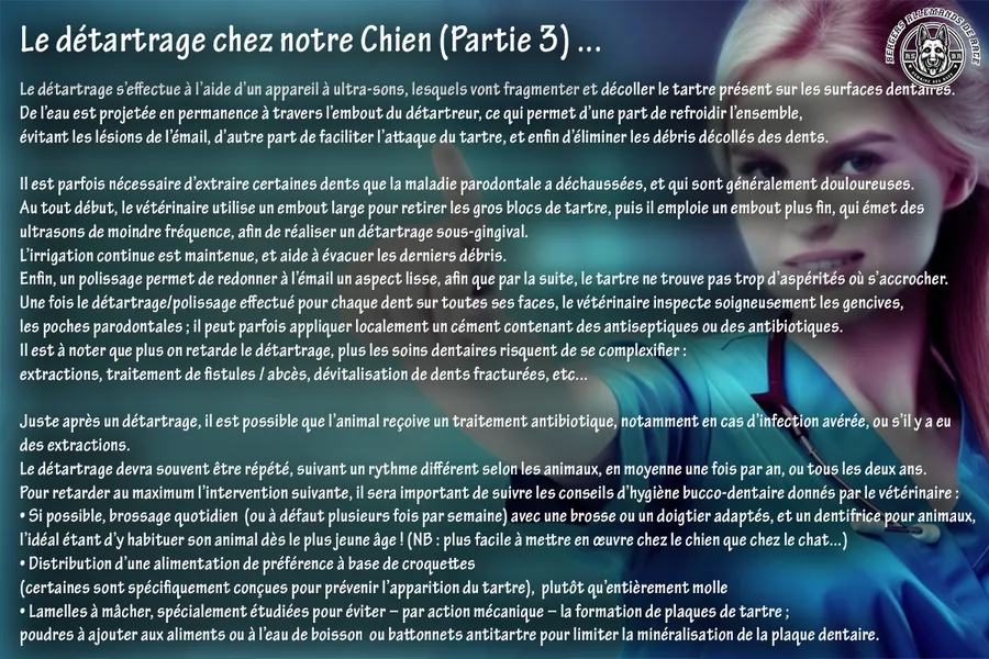 Détartrage du chien – partie 3