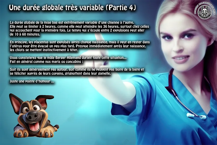 Mise bas du chien – étape 4